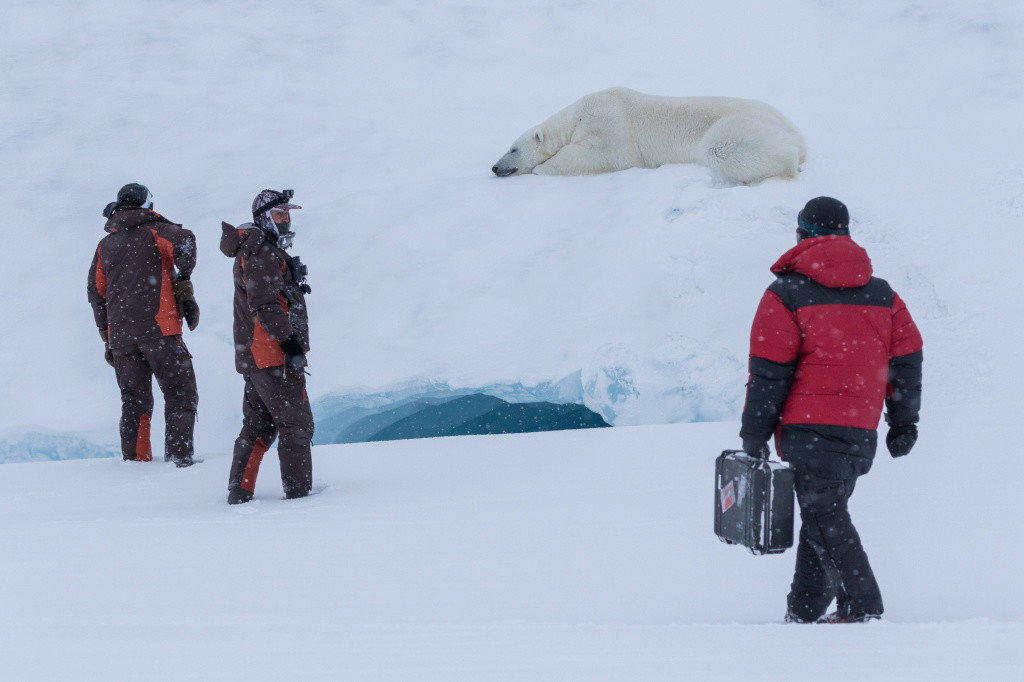 В нацпарке «Русская Арктика» сняли документальный фильм о белых медведях